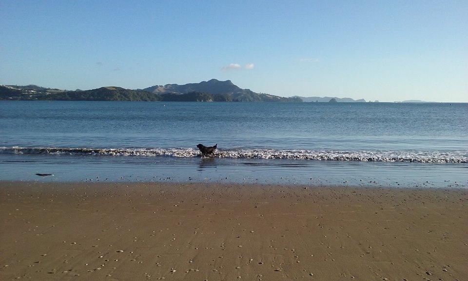 Whitianga Motel Экстерьер фото